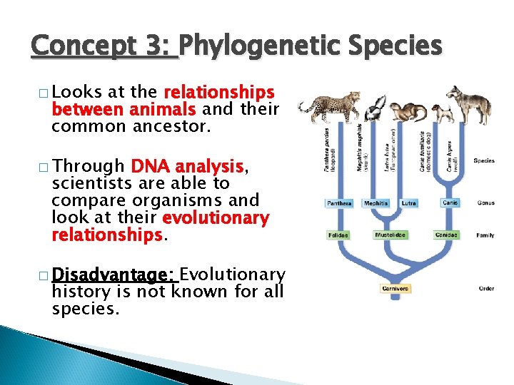 Concept 3: Phylogenetic Species � Looks at the relationships between animals and their common Concept 3: Phylogenetic Species � Looks at the relationships between animals and their common
