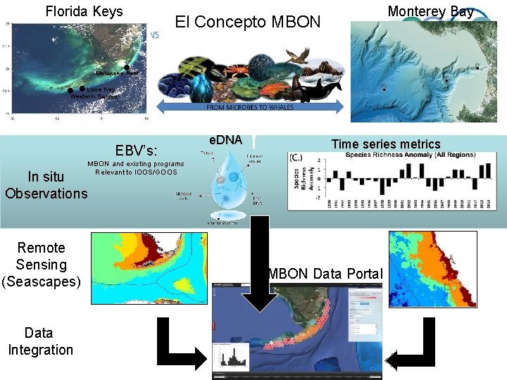 Florida Keys Monterey Bay El Concepto MBON Molasses Reef Looe Key Western Sambo EBV’s: