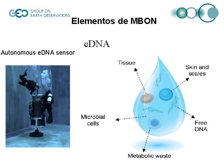 Elementos de MBON e. DNA Autonomous e. DNA sensor 