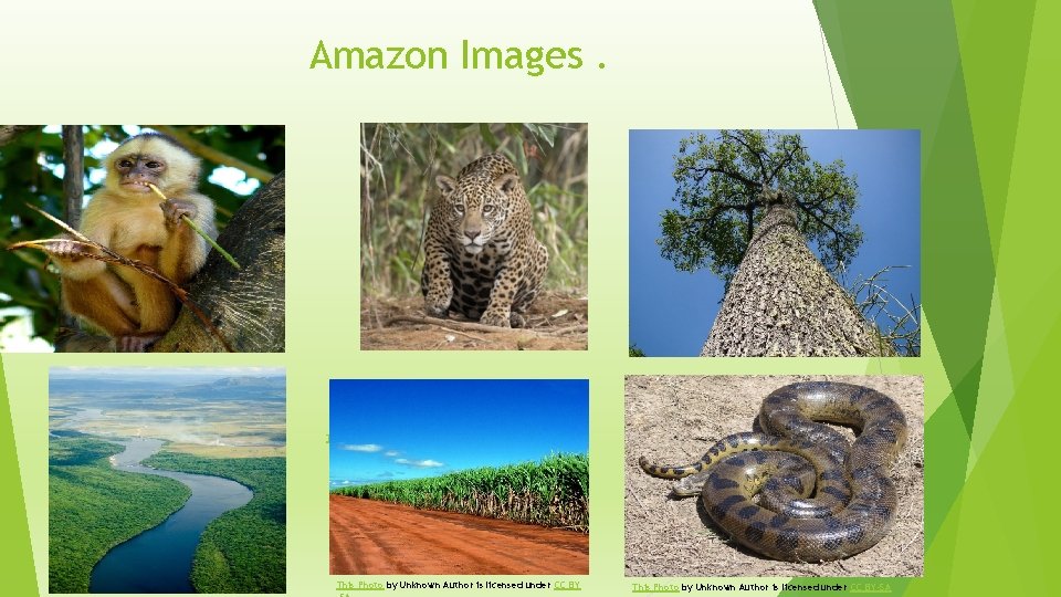 Amazon Images. This Photo by Unknown Author is licensed under CC BY-SA 