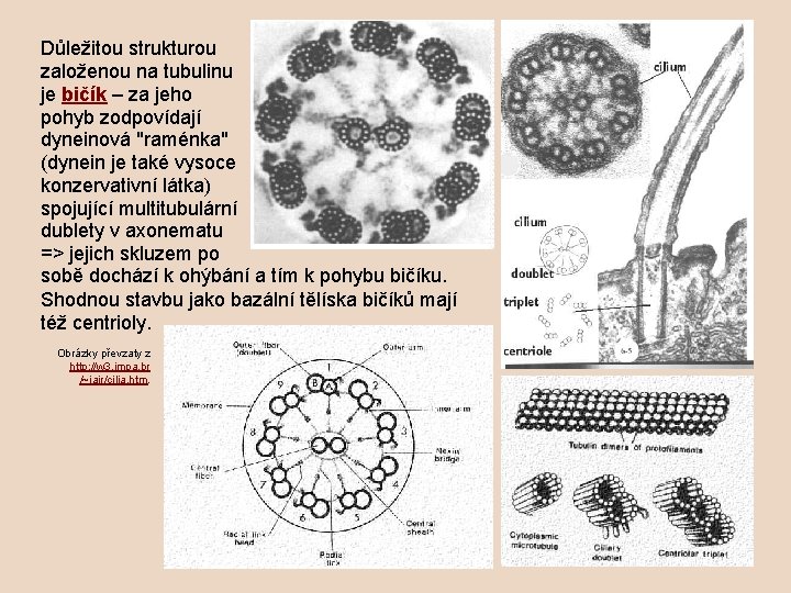 Důležitou strukturou založenou na tubulinu je bičík – za jeho pohyb zodpovídají dyneinová "raménka"