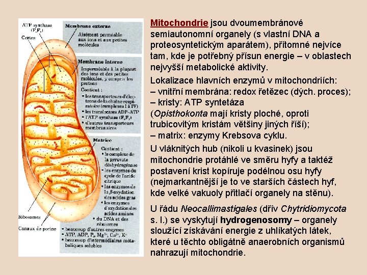 Mitochondrie jsou dvoumembránové semiautonomní organely (s vlastní DNA a proteosyntetickým aparátem), přítomné nejvíce tam,