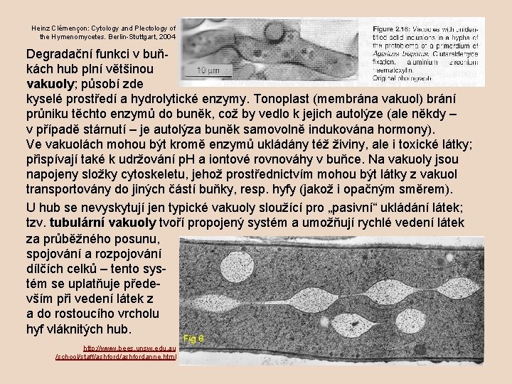 Heinz Clémençon: Cytology and Plectology of the Hymenomycetes. Berlin-Stuttgart, 2004 Degradační funkci v buňkách