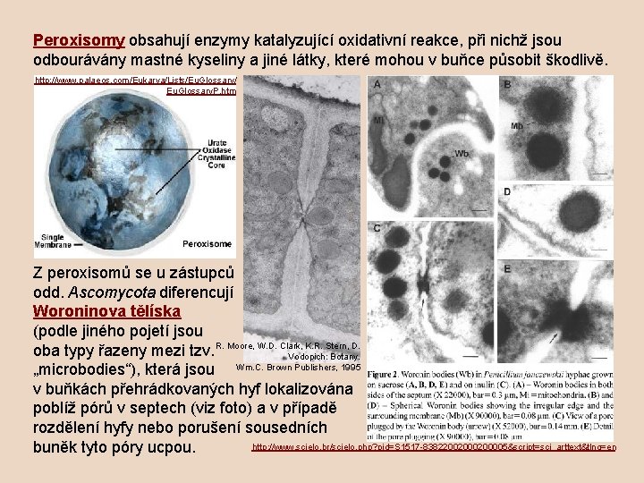 Peroxisomy obsahují enzymy katalyzující oxidativní reakce, při nichž jsou odbourávány mastné kyseliny a jiné