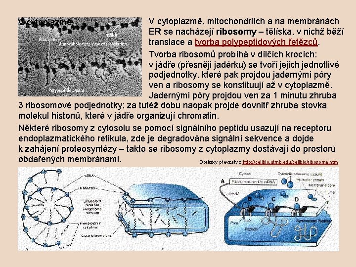 V cytoplazmě, mitochondriích a na membránách ER se nacházejí ribosomy – tělíska, v nichž