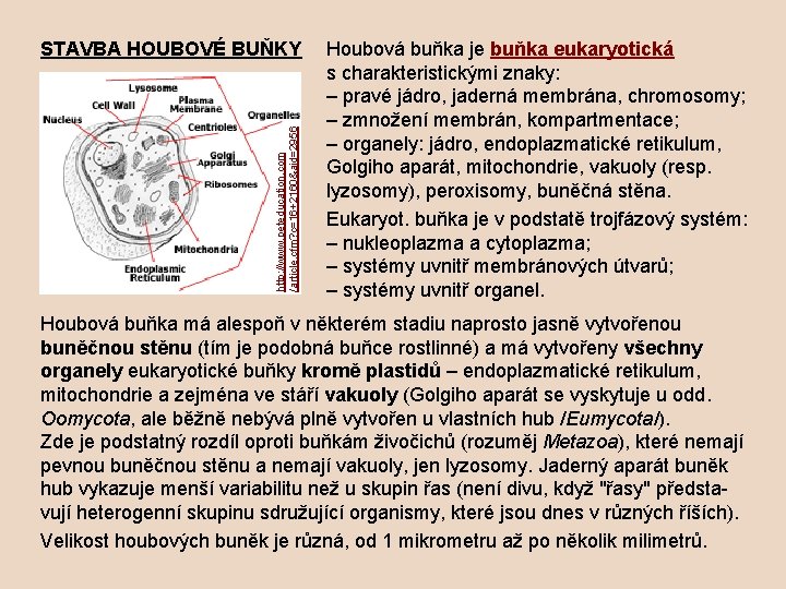 http: //www. peteducation. com /article. cfm? c=16+2160&aid=2956 STAVBA HOUBOVÉ BUŇKY Houbová buňka je buňka