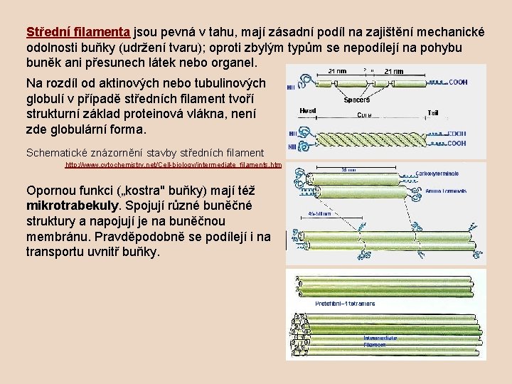 Střední filamenta jsou pevná v tahu, mají zásadní podíl na zajištění mechanické odolnosti buňky