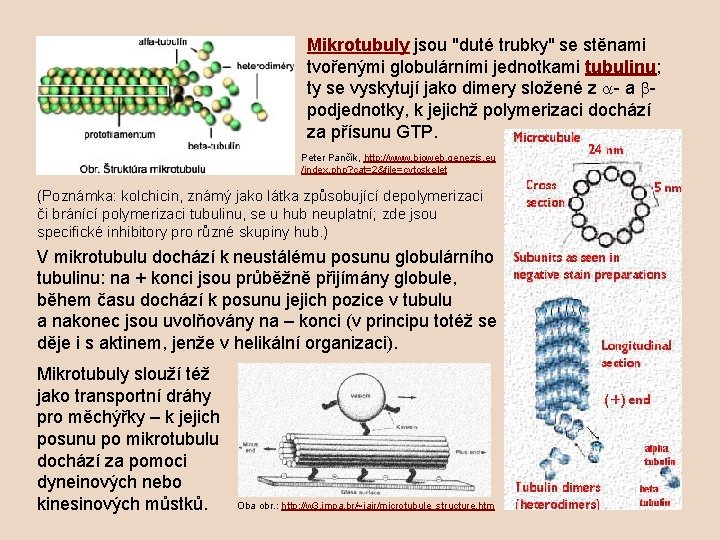 Mikrotubuly jsou "duté trubky" se stěnami tvořenými globulárními jednotkami tubulinu; ty se vyskytují jako