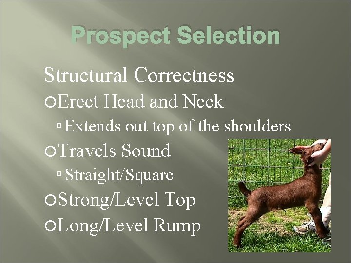 Prospect Selection Structural Correctness Erect Head and Neck Extends out top of the shoulders