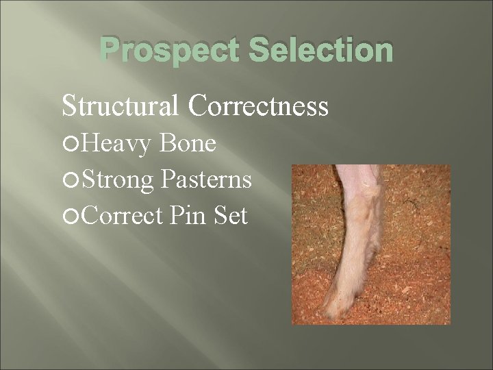 Prospect Selection Structural Correctness Heavy Bone Strong Pasterns Correct Pin Set 