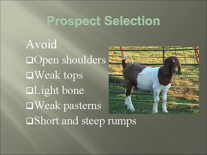 Prospect Selection Avoid q. Open shoulders q. Weak tops q. Light bone q. Weak