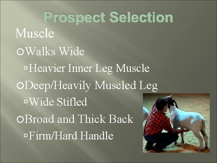 Prospect Selection Muscle Walks Wide Heavier Inner Leg Muscle Deep/Heavily Muscled Leg Wide Stifled