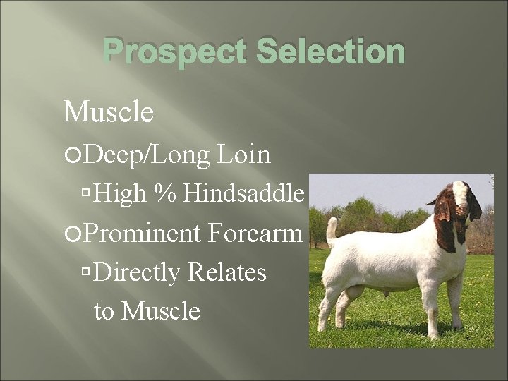 Prospect Selection Muscle Deep/Long Loin High % Hindsaddle Prominent Forearm Directly Relates to Muscle