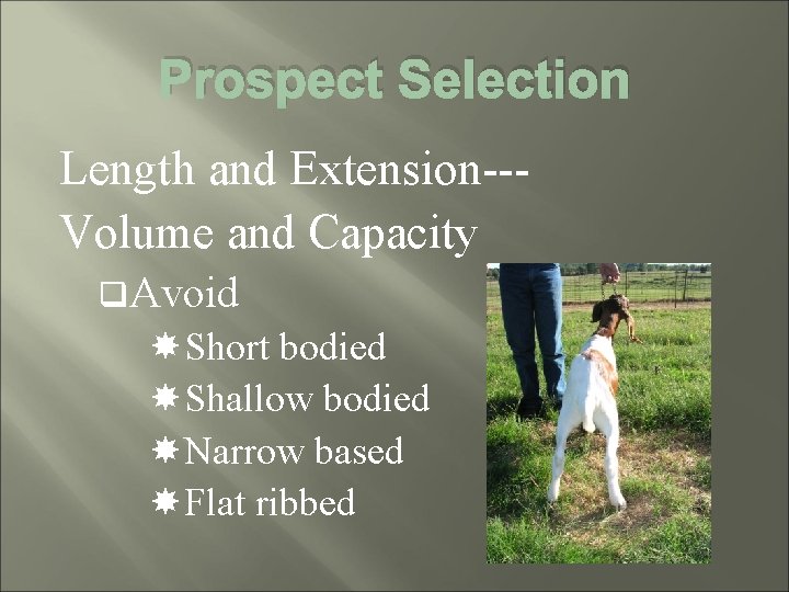 Prospect Selection Length and Extension--Volume and Capacity q. Avoid Short bodied Shallow bodied Narrow