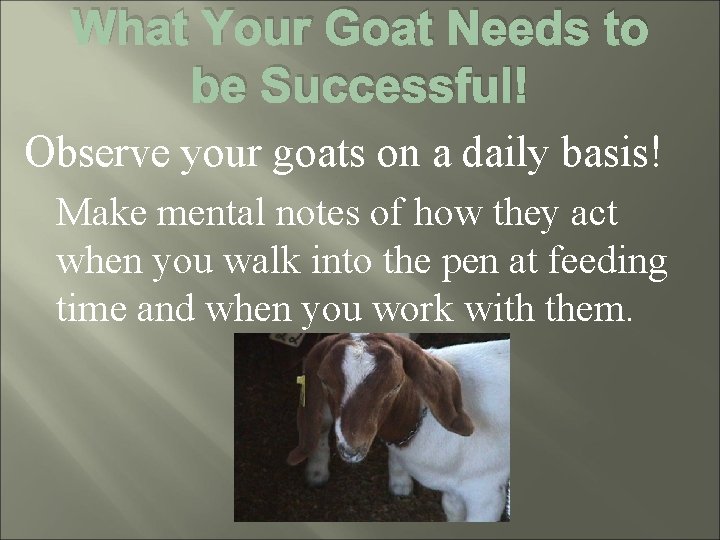 What Your Goat Needs to be Successful! Observe your goats on a daily basis!