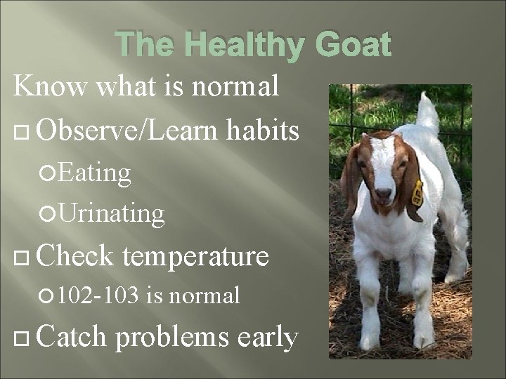The Healthy Goat Know what is normal Observe/Learn habits Eating Urinating Check temperature 102