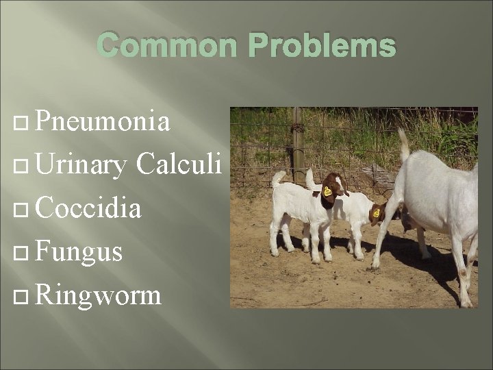 Common Problems Pneumonia Urinary Calculi Coccidia Fungus Ringworm 