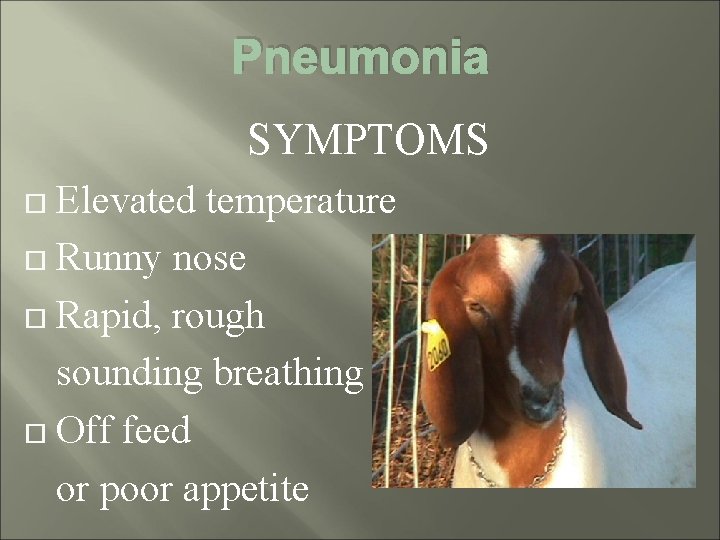 Pneumonia SYMPTOMS Elevated temperature Runny nose Rapid, rough sounding breathing Off feed or poor