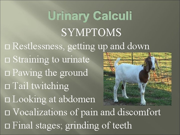 Urinary Calculi SYMPTOMS Restlessness, getting up and down Straining to urinate Pawing the ground