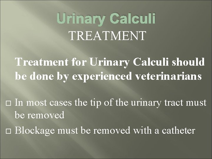 Urinary Calculi TREATMENT Treatment for Urinary Calculi should be done by experienced veterinarians In