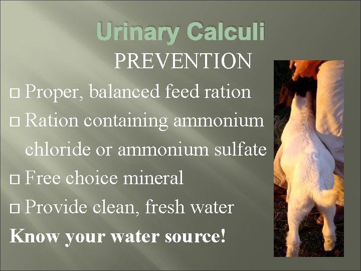 Urinary Calculi PREVENTION Proper, balanced feed ration Ration containing ammonium chloride or ammonium sulfate