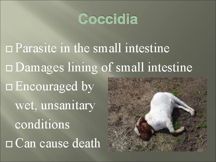 Coccidia Parasite in the small intestine Damages lining of small intestine Encouraged by wet,