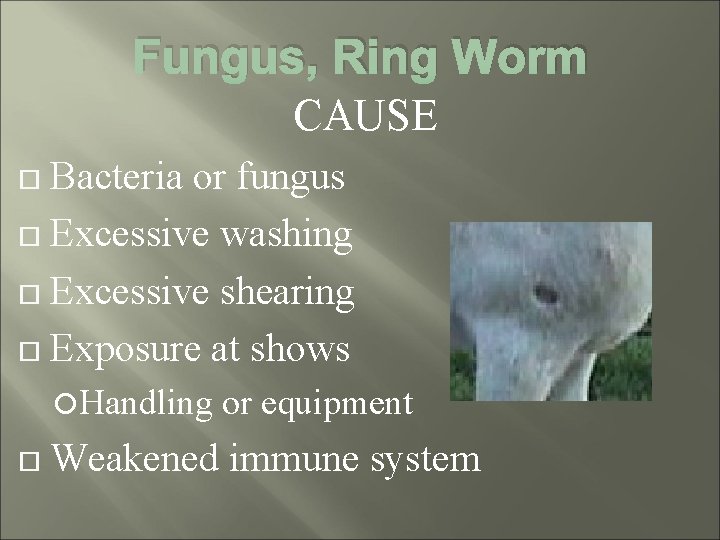 Fungus, Ring Worm CAUSE Bacteria or fungus Excessive washing Excessive shearing Exposure at shows