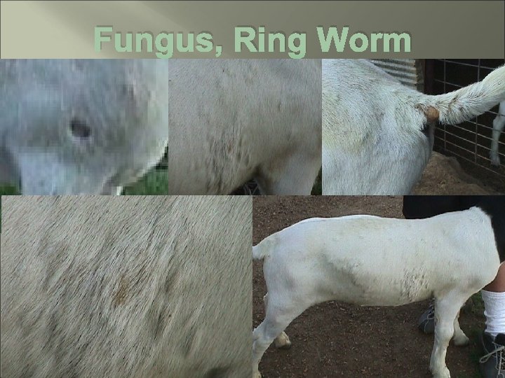 Fungus, Ring Worm 