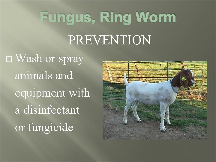 Fungus, Ring Worm PREVENTION Wash or spray animals and equipment with a disinfectant or