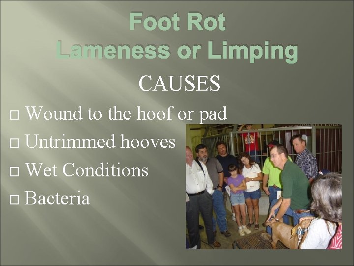 Foot Rot Lameness or Limping CAUSES Wound to the hoof or pad Untrimmed hooves