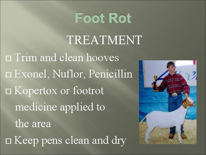 Foot Rot TREATMENT Trim and clean hooves Exonel, Nuflor, Penicillin Kopertox or footrot medicine