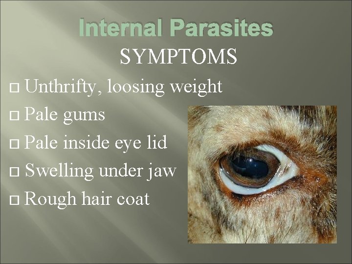 Internal Parasites SYMPTOMS Unthrifty, loosing weight Pale gums Pale inside eye lid Swelling under