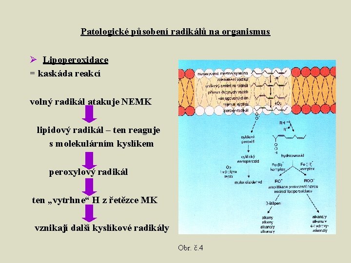 Patologické působení radikálů na organismus Ø Lipoperoxidace = kaskáda reakcí volný radikál atakuje NEMK