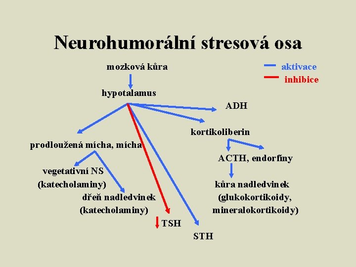 Neurohumorální stresová osa mozková kůra aktivace inhibice hypotalamus ADH kortikoliberin prodloužená mícha, mícha ACTH,