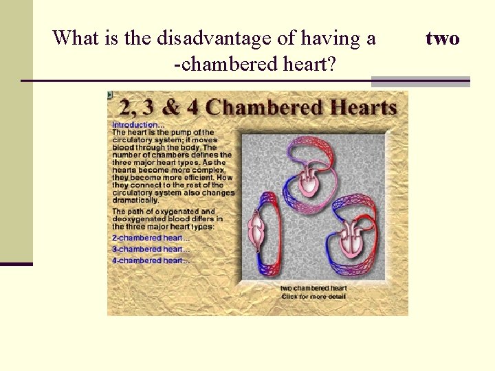 What is the disadvantage of having a -chambered heart? two 