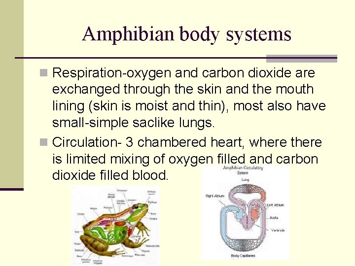 Amphibian body systems n Respiration-oxygen and carbon dioxide are exchanged through the skin and