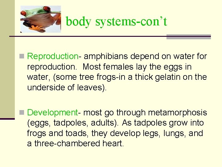 body systems-con’t n Reproduction- amphibians depend on water for reproduction. Most females lay the