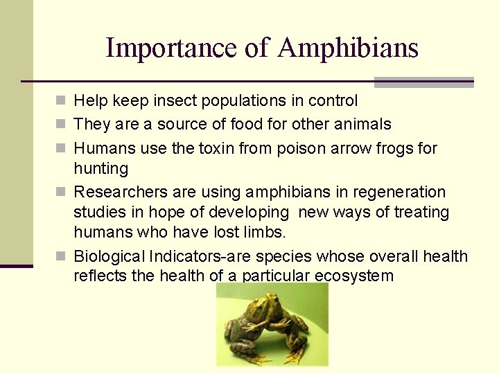 Importance of Amphibians n Help keep insect populations in control n They are a