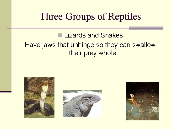 Three Groups of Reptiles n Lizards and Snakes Have jaws that unhinge so they