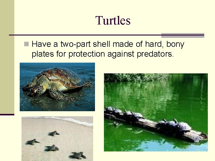 Turtles n Have a two-part shell made of hard, bony plates for protection against