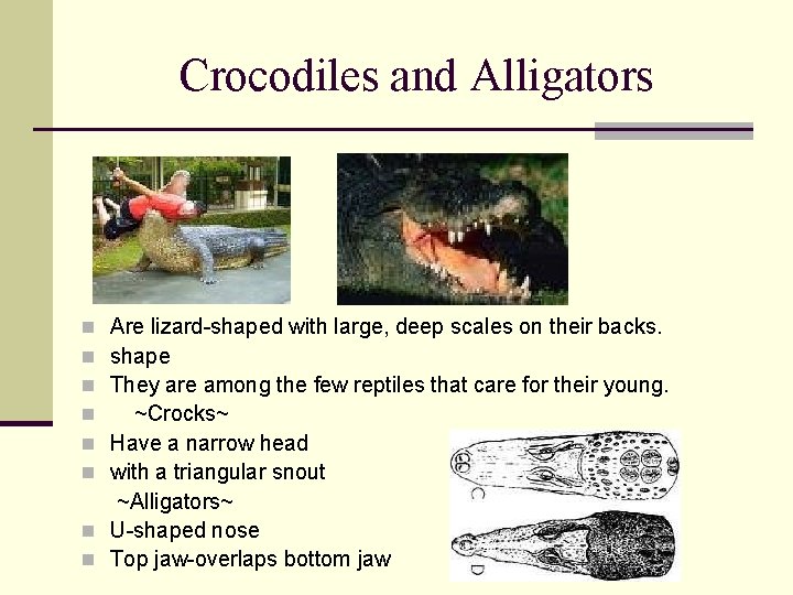 Crocodiles and Alligators Are lizard-shaped with large, deep scales on their backs. shape They
