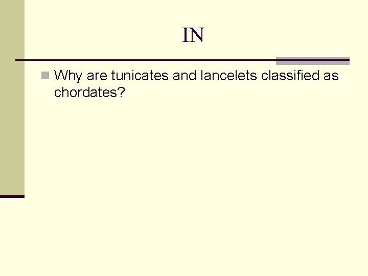 IN n Why are tunicates and lancelets classified as chordates? 