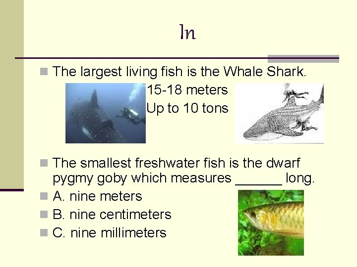 In n The largest living fish is the Whale Shark. 15 -18 meters Up