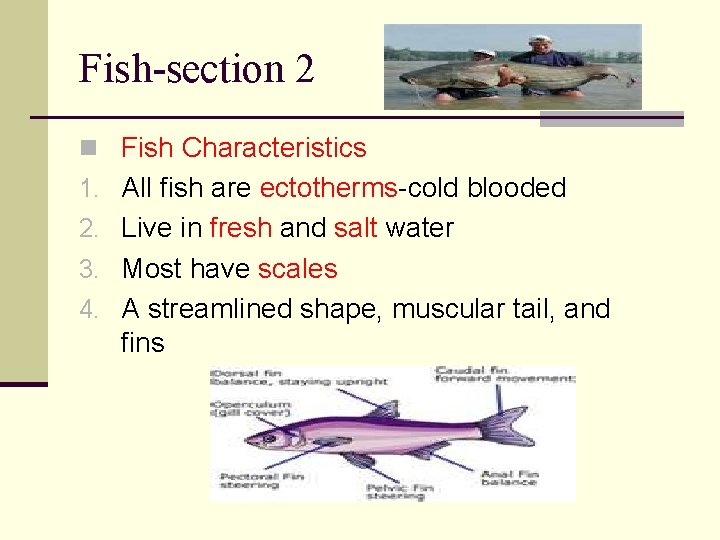 Fish-section 2 n Fish Characteristics 1. All fish are ectotherms-cold blooded 2. Live in