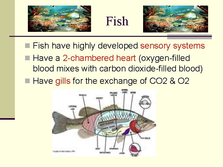 Fish n Fish have highly developed sensory systems n Have a 2 -chambered heart