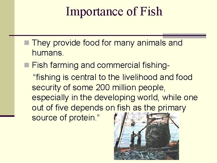 Importance of Fish n They provide food for many animals and humans. n Fish