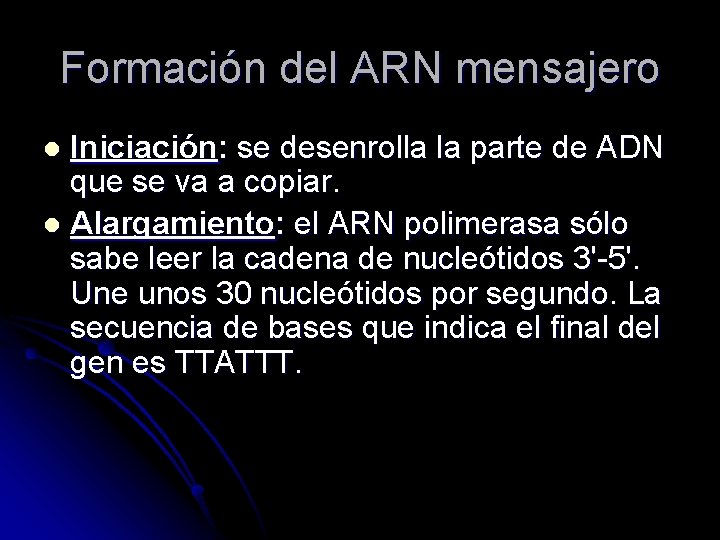 Formación del ARN mensajero Iniciación: se desenrolla la parte de ADN que se va