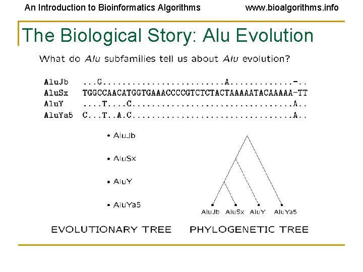 An Introduction to Bioinformatics Algorithms www. bioalgorithms. info The Biological Story: Alu Evolution 