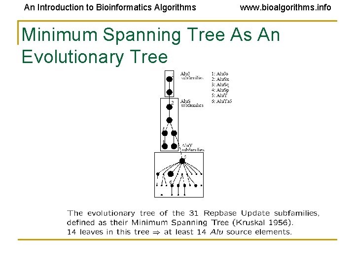 An Introduction to Bioinformatics Algorithms www. bioalgorithms. info Minimum Spanning Tree As An Evolutionary
