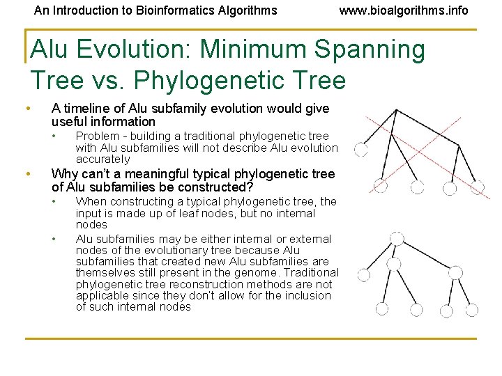 An Introduction to Bioinformatics Algorithms www. bioalgorithms. info Alu Evolution: Minimum Spanning Tree vs.